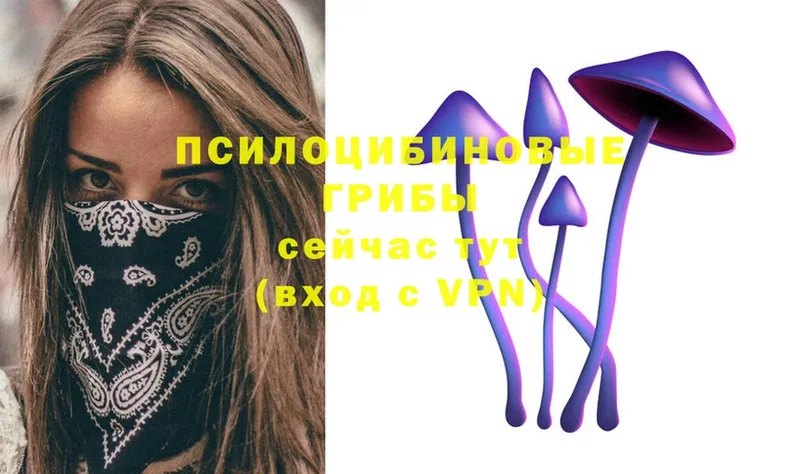 Псилоцибиновые грибы Psilocybe  KRAKEN ссылки  Североуральск 